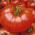 Semente de tomate hibrido Rally f1 top seed