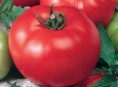 Semente de tomate hibrido Serato Top Seed